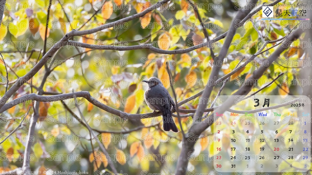 星天航空オリジナルカレンダー2025年3月分/3枚セット(デスクトップ用)