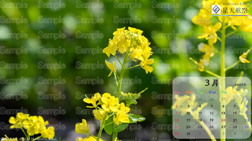 星天航空オリジナルカレンダー2025年3月分/3枚セット(デスクトップ用)