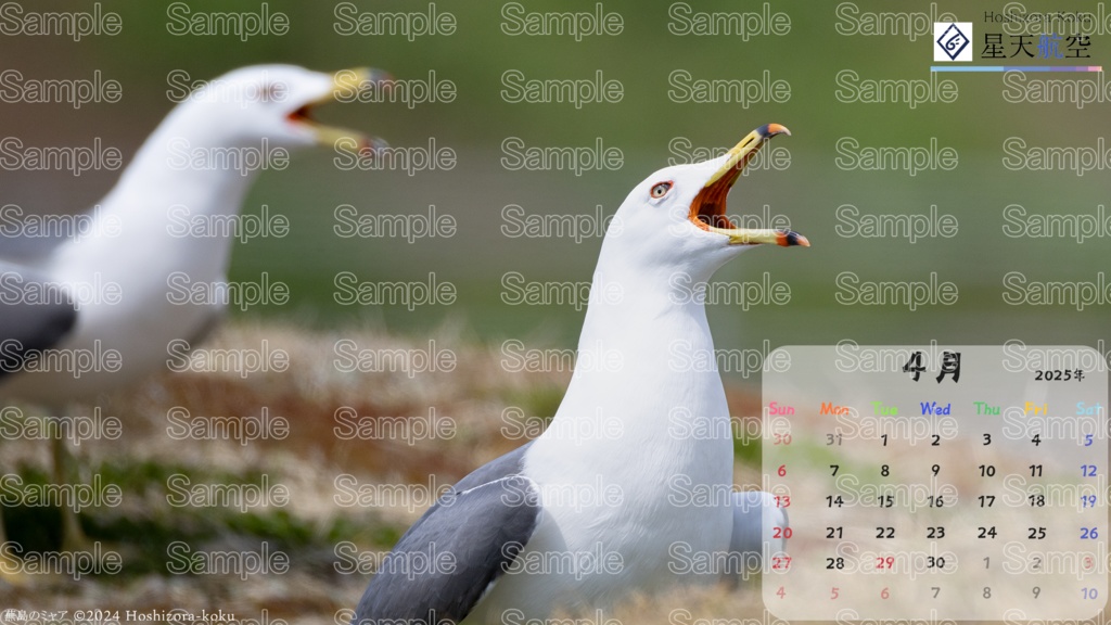 【半額】星天航空オリジナルカレンダー2025年4月分/3枚セット(デスクトップ用)