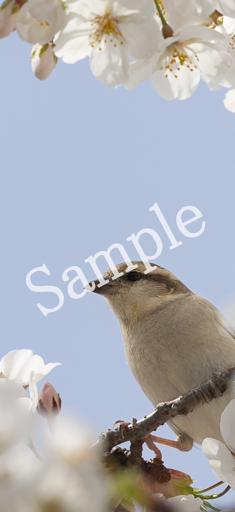 【お試し用】【スマホ壁紙】ニュウナイスズメと桜