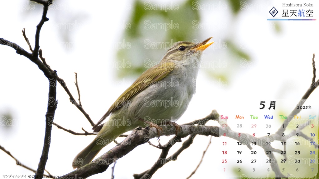 星天航空オリジナルカレンダー2025年5月分/3枚セット(デスクトップ用)
