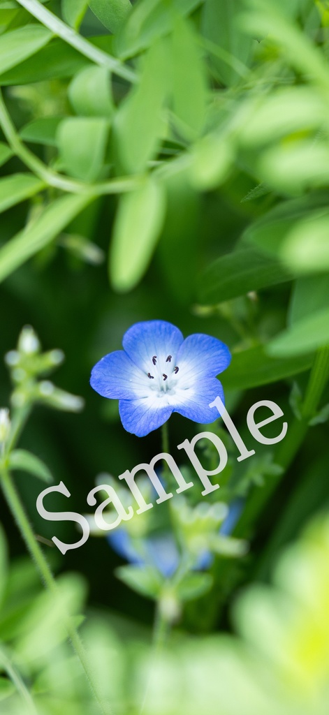 【スマホ壁紙】元気いっぱいネモフィラ