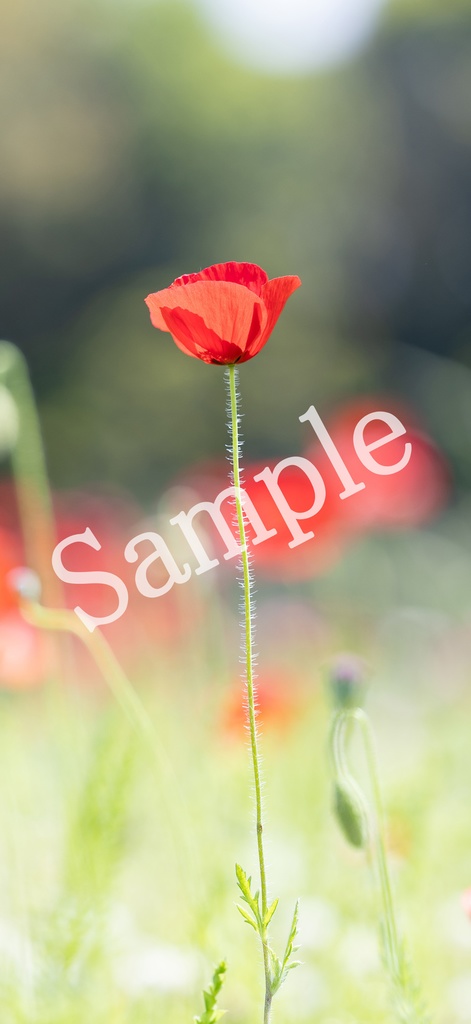 【スマホ壁紙】ポピーの輝きをあなたに