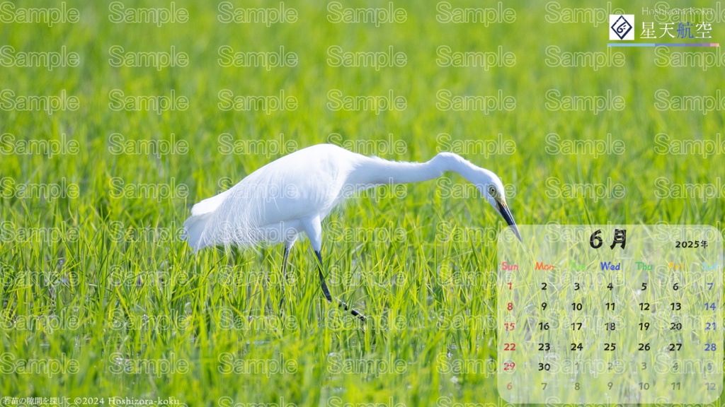 星天航空オリジナルカレンダー2025年6月分/3枚セット(デスクトップ用)