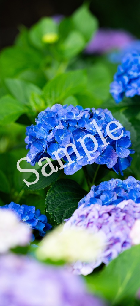 【スマホ壁紙】あざやか紫陽花