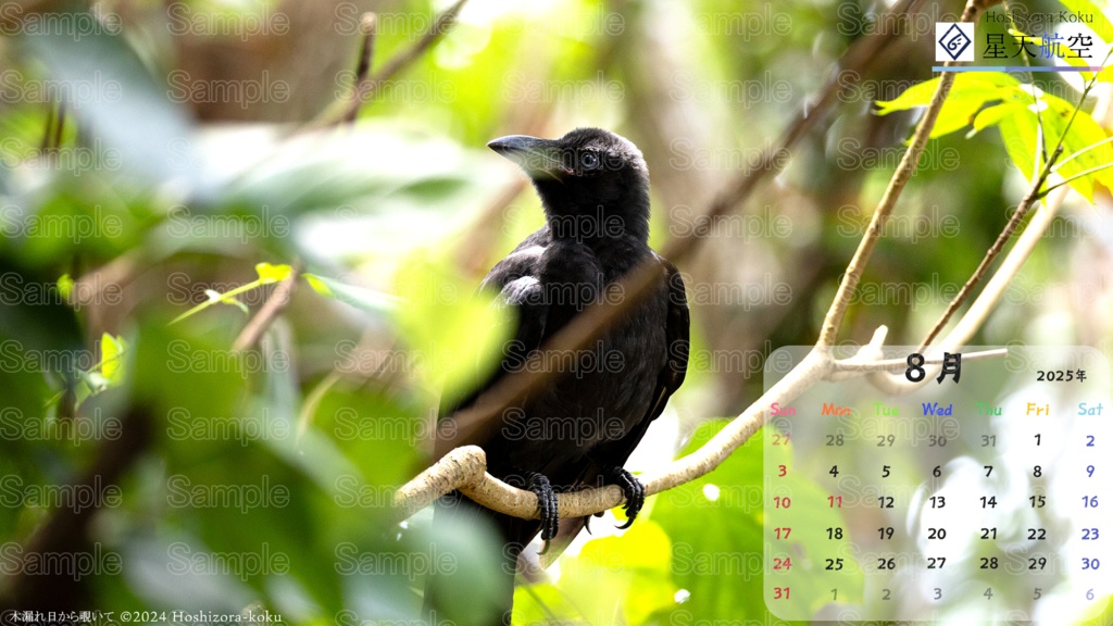 星天航空オリジナルカレンダー2025年8月分/3枚セット(デスクトップ用)