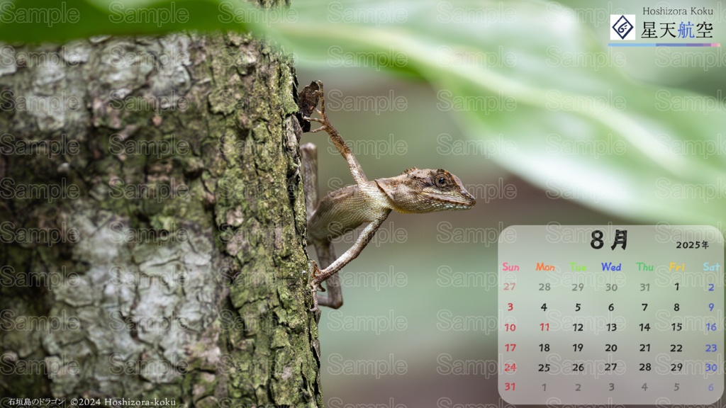 星天航空オリジナルカレンダー2025年8月分/3枚セット(デスクトップ用)