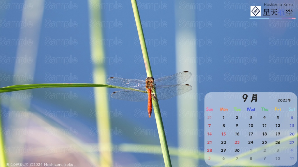 星天航空オリジナルカレンダー2025年9月分/3枚セット(デスクトップ用)