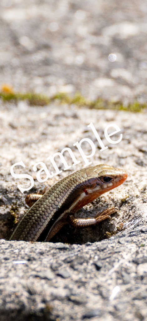 【スマホ壁紙】ひょっこりニホントカゲ