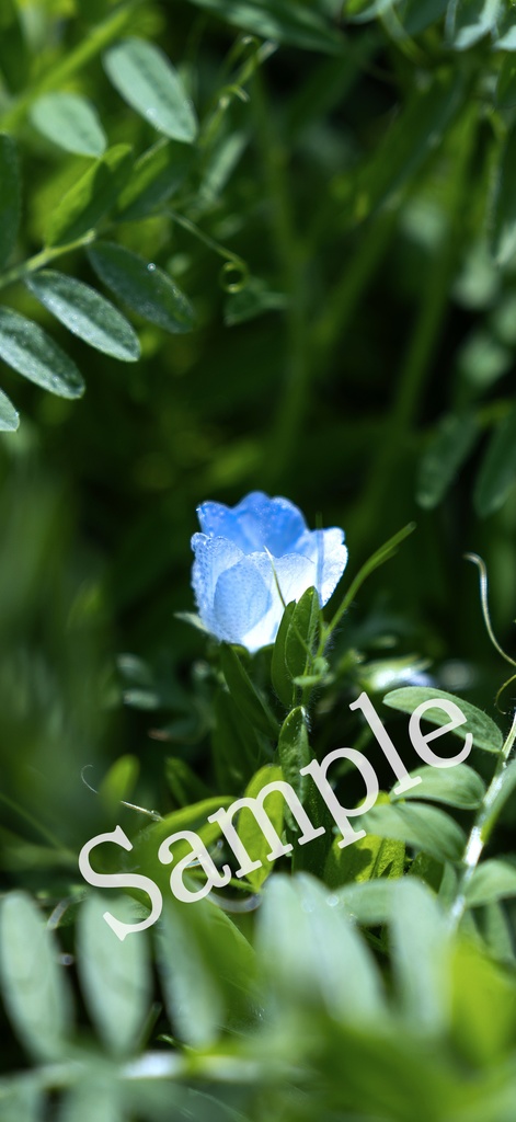 【スマホ壁紙】ネモフィラの宝石