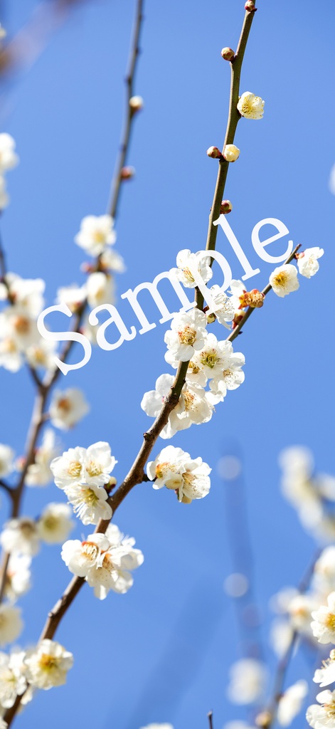 【スマホ壁紙】春空を打つ梅花