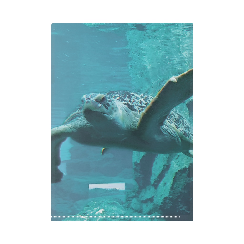 クラゲとカメのクリアファイル