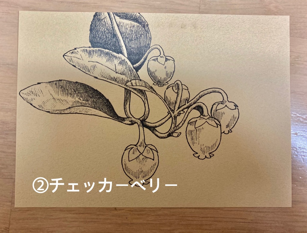 ポストカード5種