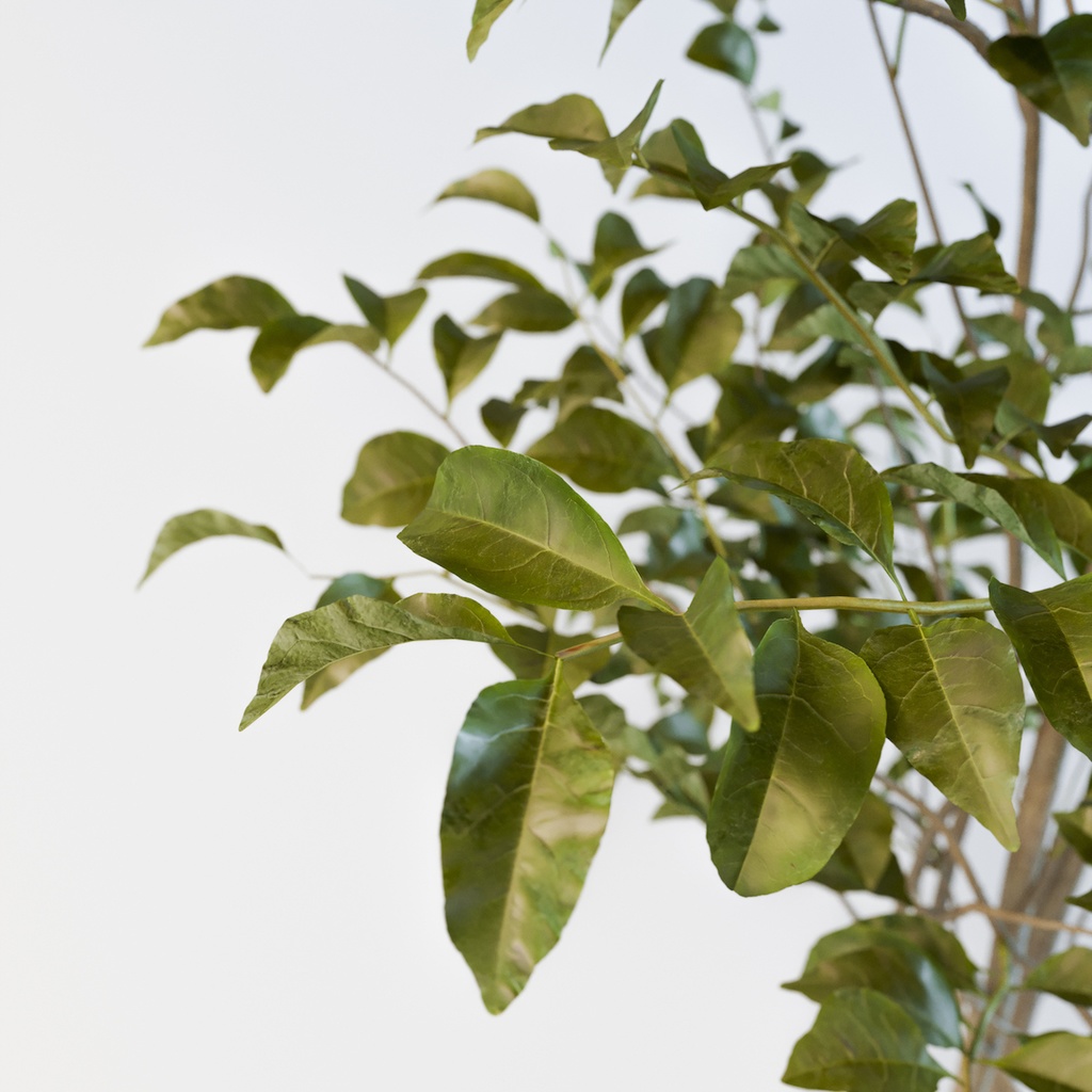 シマトネリコ【樹木・観葉植物3Dモデル】