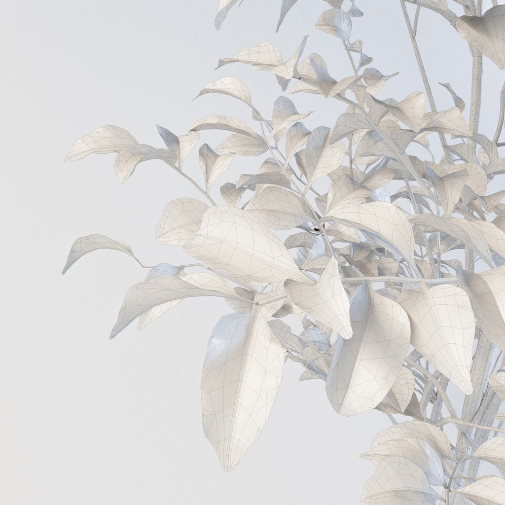 シマトネリコ【樹木・観葉植物3Dモデル】