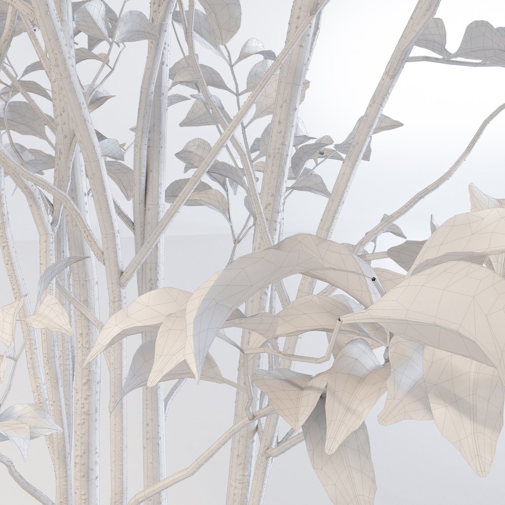 シマトネリコ【樹木・観葉植物3Dモデル】