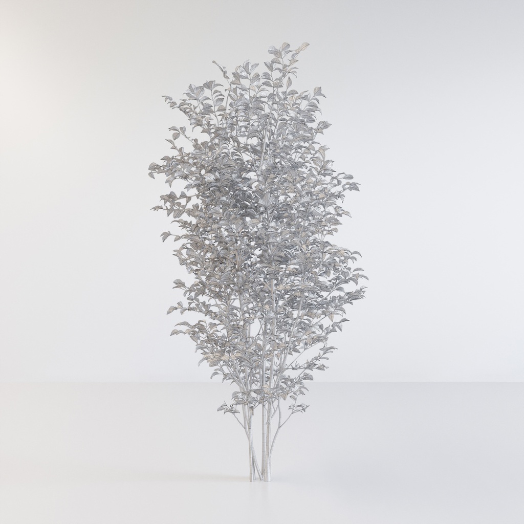 シマトネリコ【樹木・観葉植物3Dモデル】