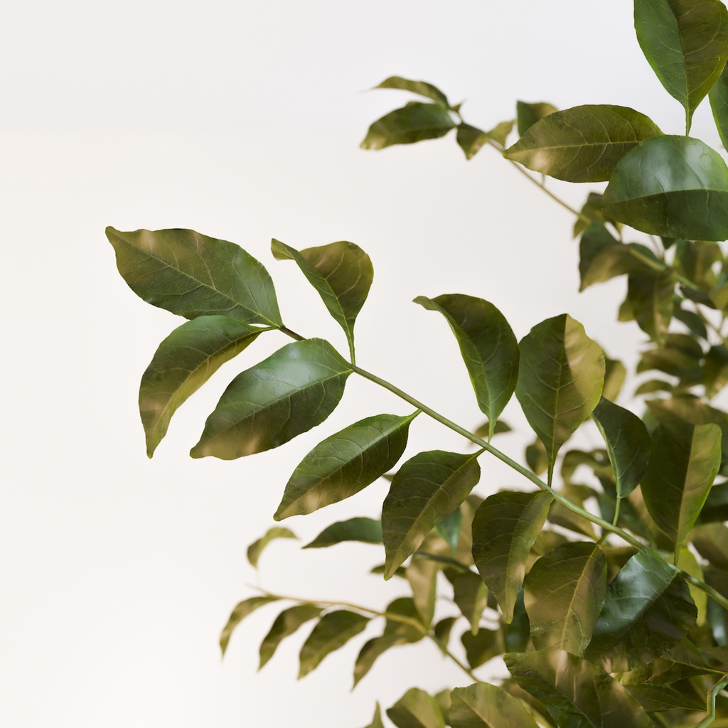 シマトネリコ【樹木・観葉植物3Dモデル】