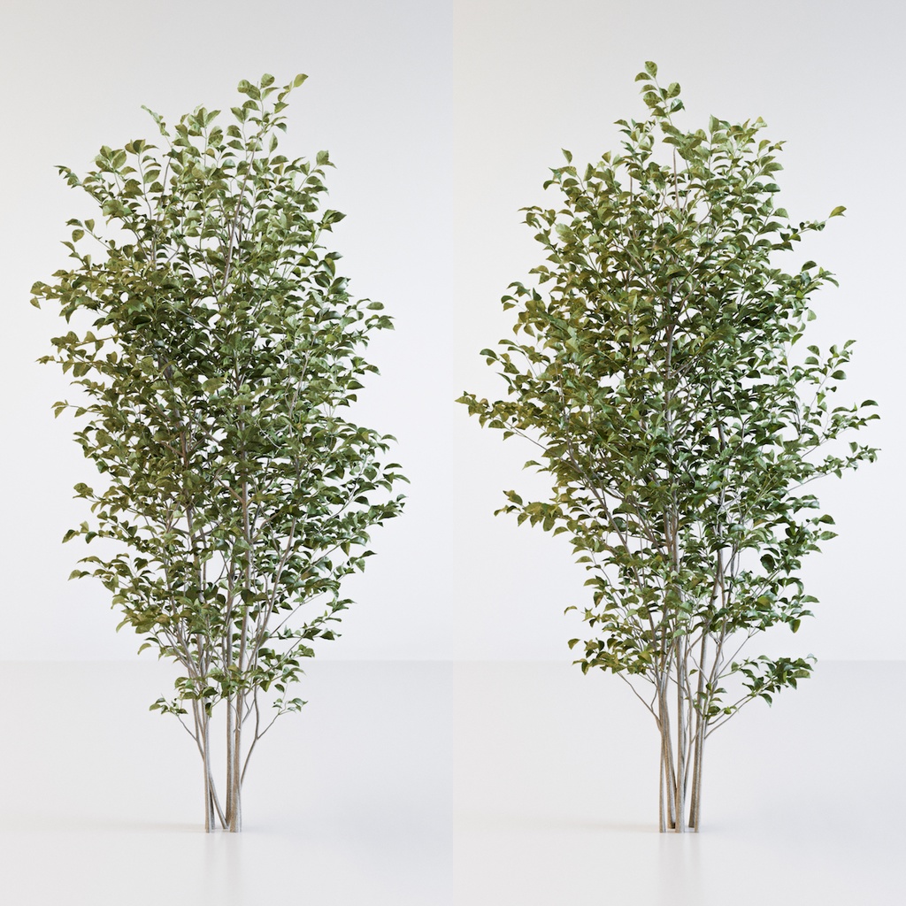 シマトネリコ【樹木・観葉植物3Dモデル】