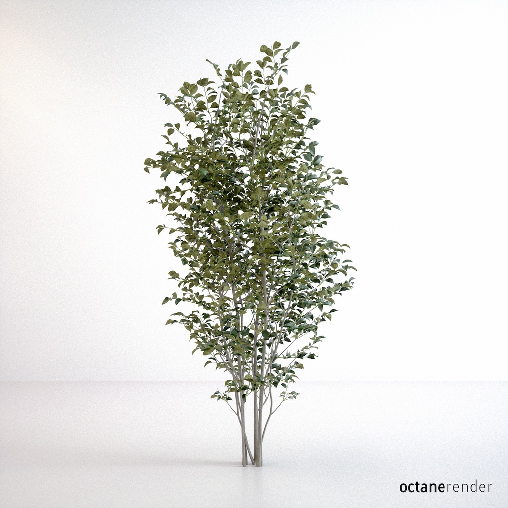 シマトネリコ【樹木・観葉植物3Dモデル】