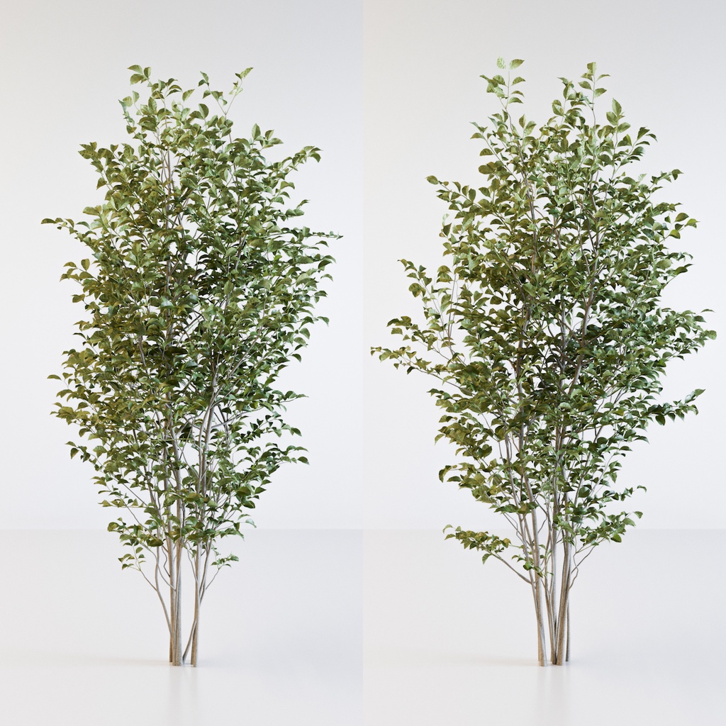 シマトネリコ【樹木・観葉植物3Dモデル】