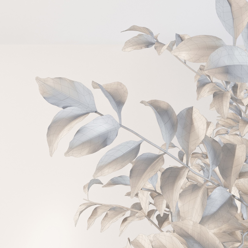 シマトネリコ【樹木・観葉植物3Dモデル】