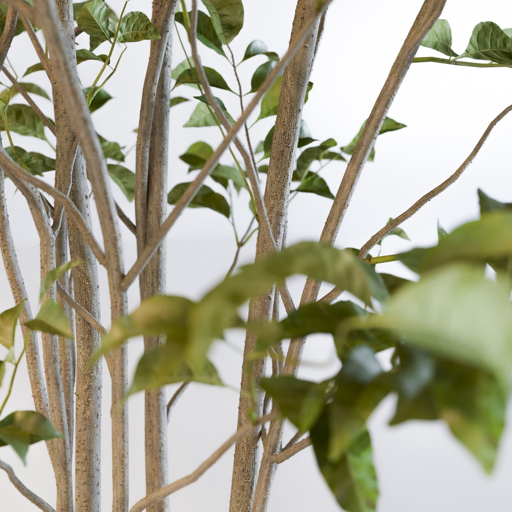 シマトネリコ【樹木・観葉植物3Dモデル】