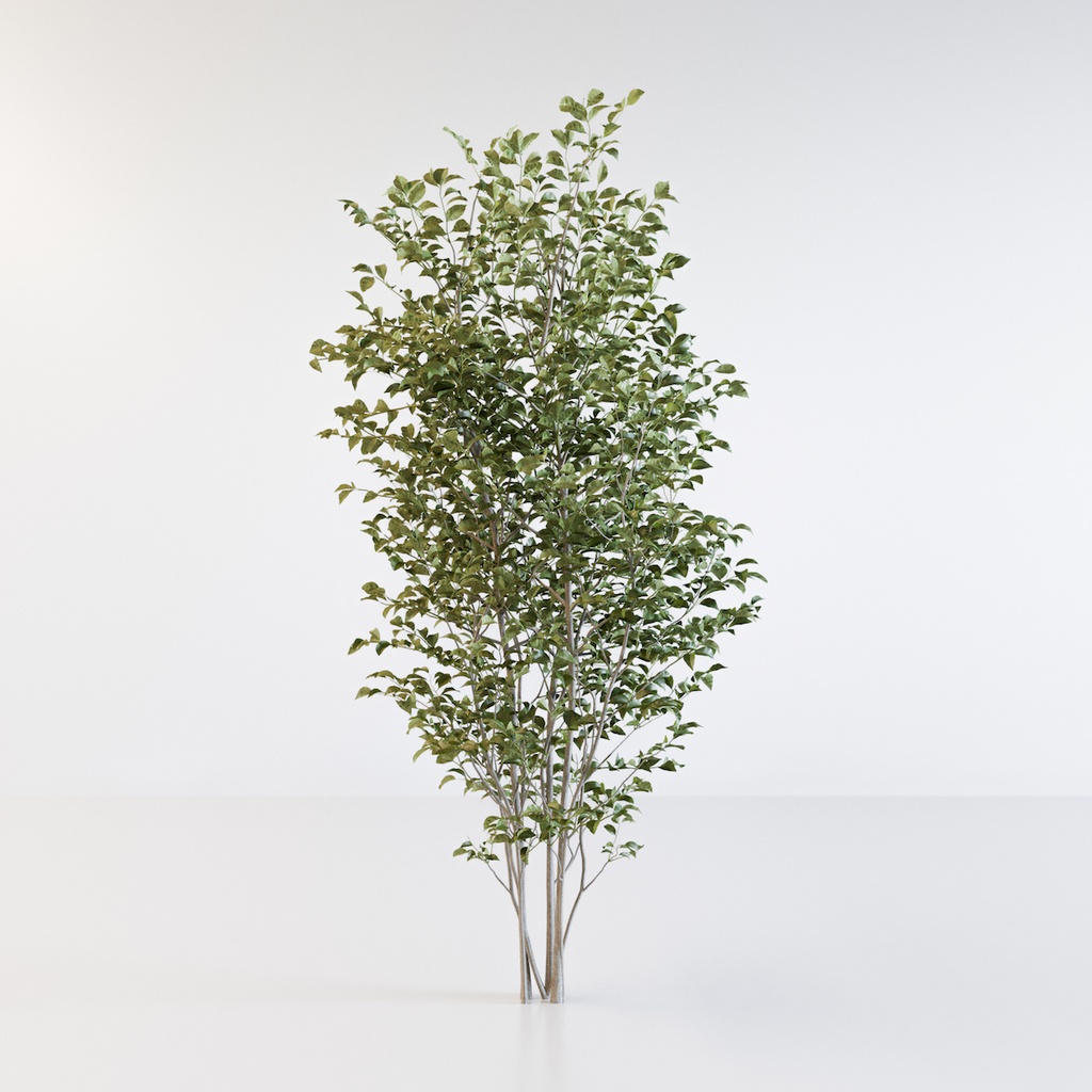 シマトネリコ【樹木・観葉植物3Dモデル】