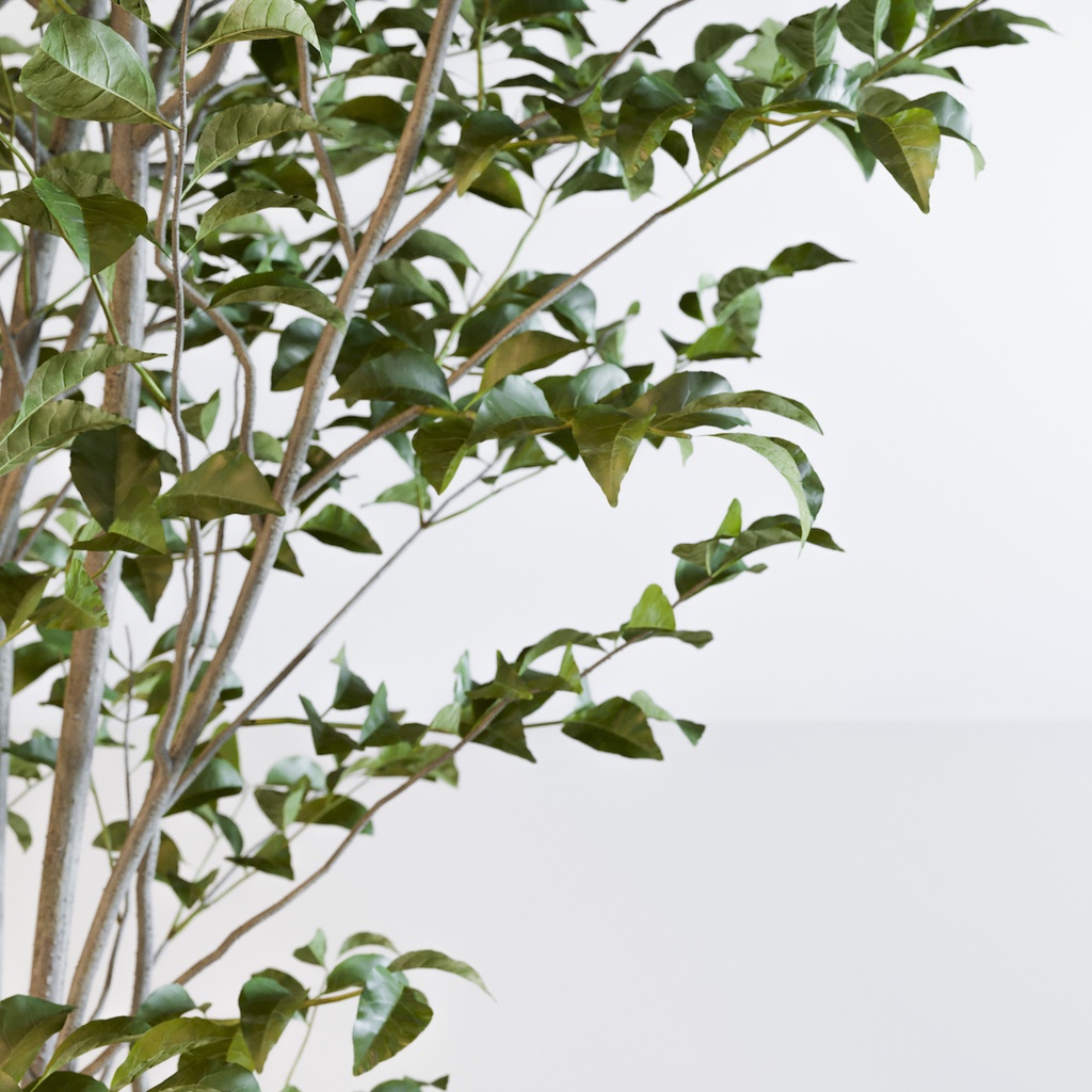 シマトネリコ【樹木・観葉植物3Dモデル】