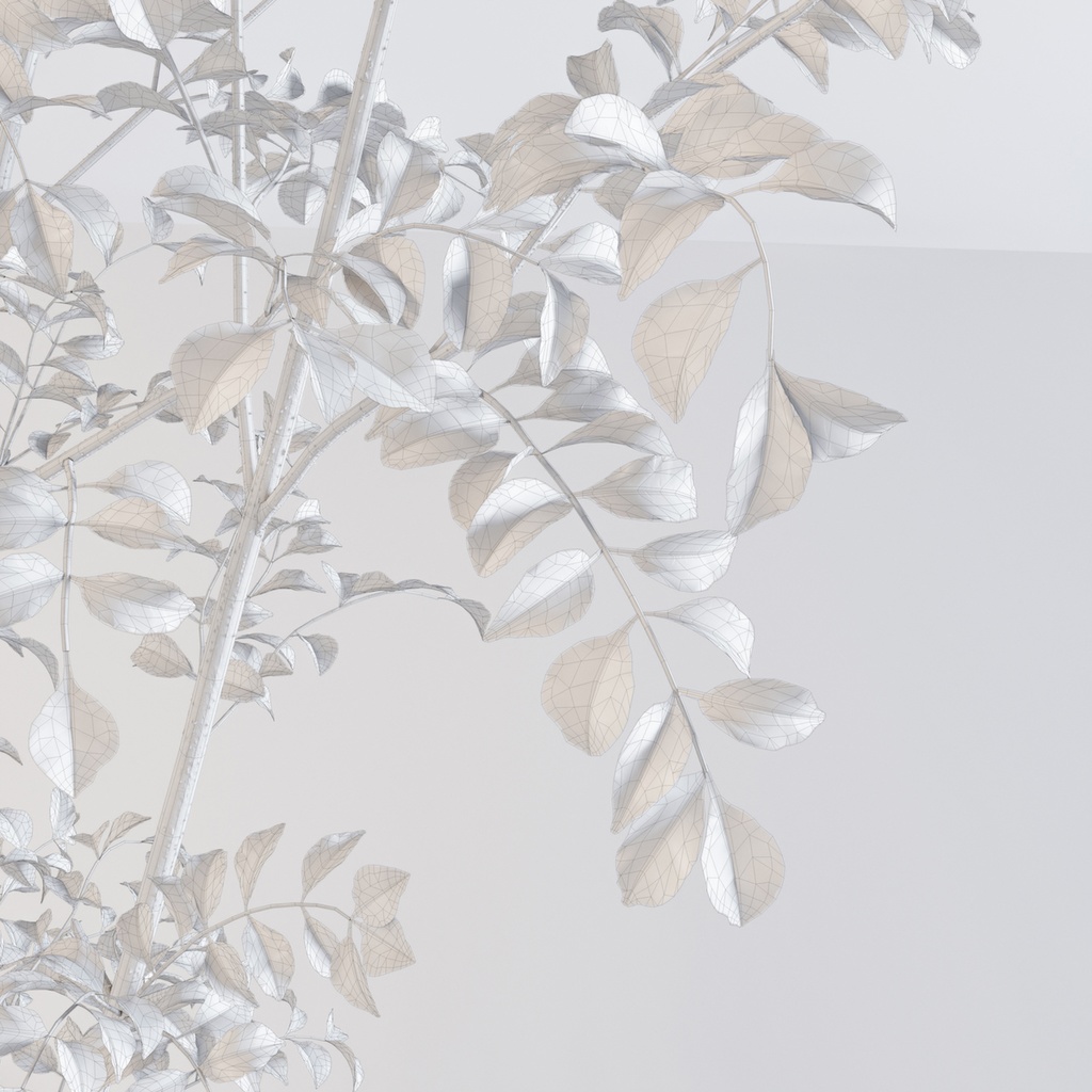 シマトネリコ2【樹木・観葉植物3Dモデル】