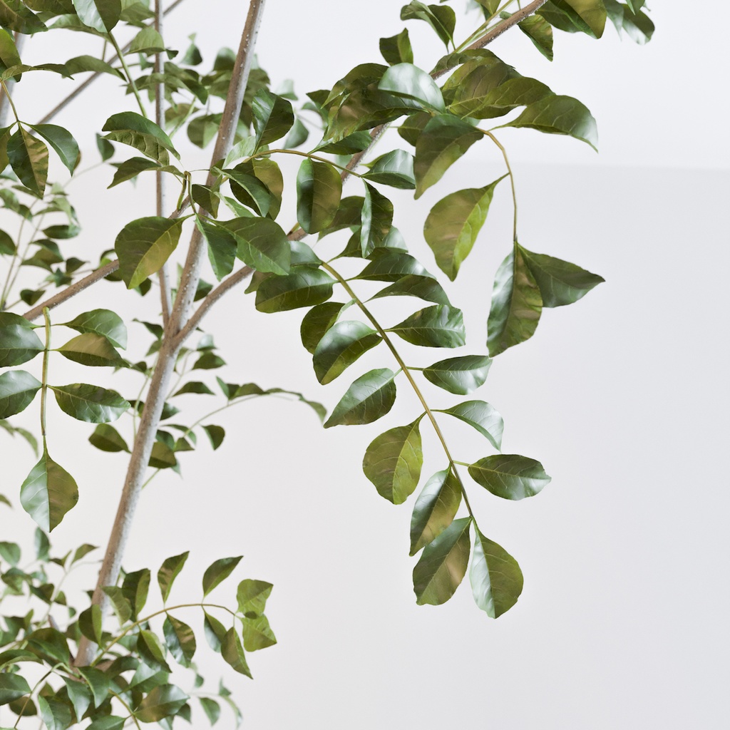 シマトネリコ2【樹木・観葉植物3Dモデル】