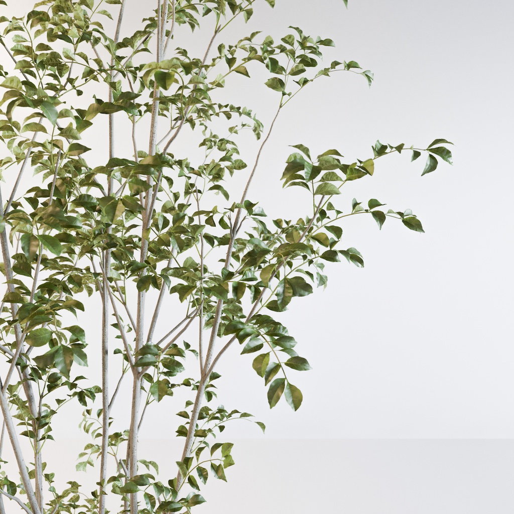 シマトネリコ2【樹木・観葉植物3Dモデル】