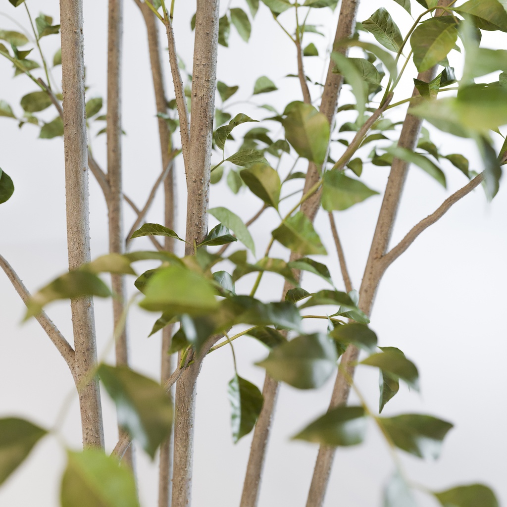 シマトネリコ2【樹木・観葉植物3Dモデル】