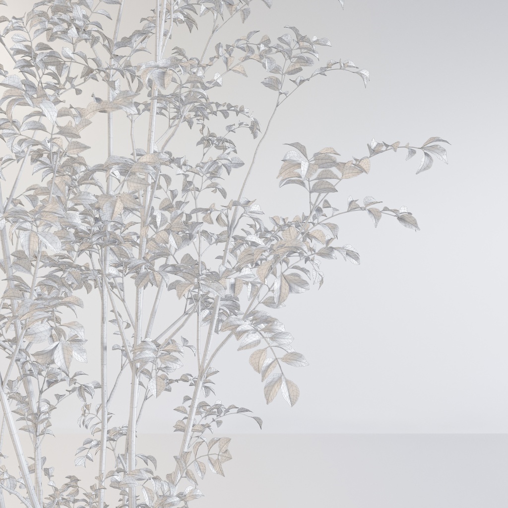 シマトネリコ2【樹木・観葉植物3Dモデル】