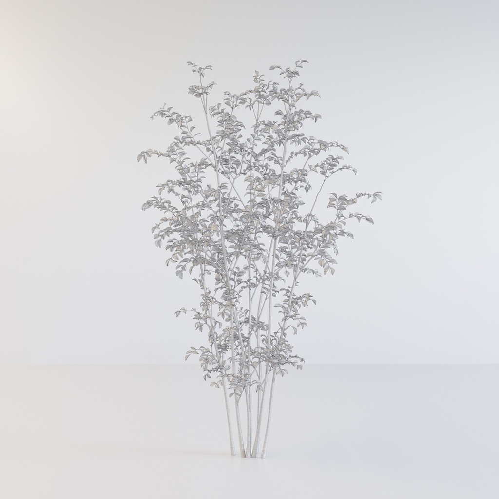 シマトネリコ2【樹木・観葉植物3Dモデル】