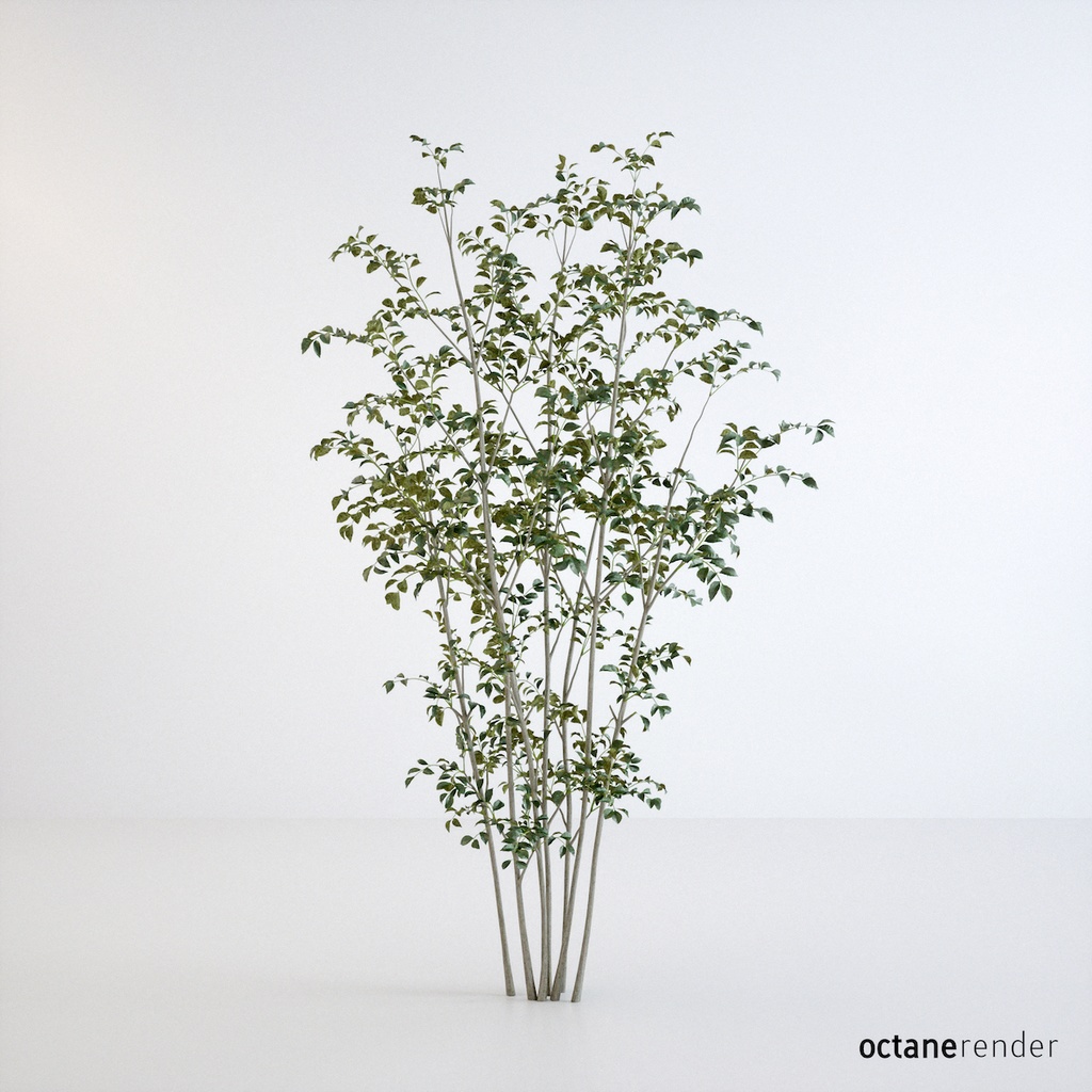 シマトネリコ2【樹木・観葉植物3Dモデル】