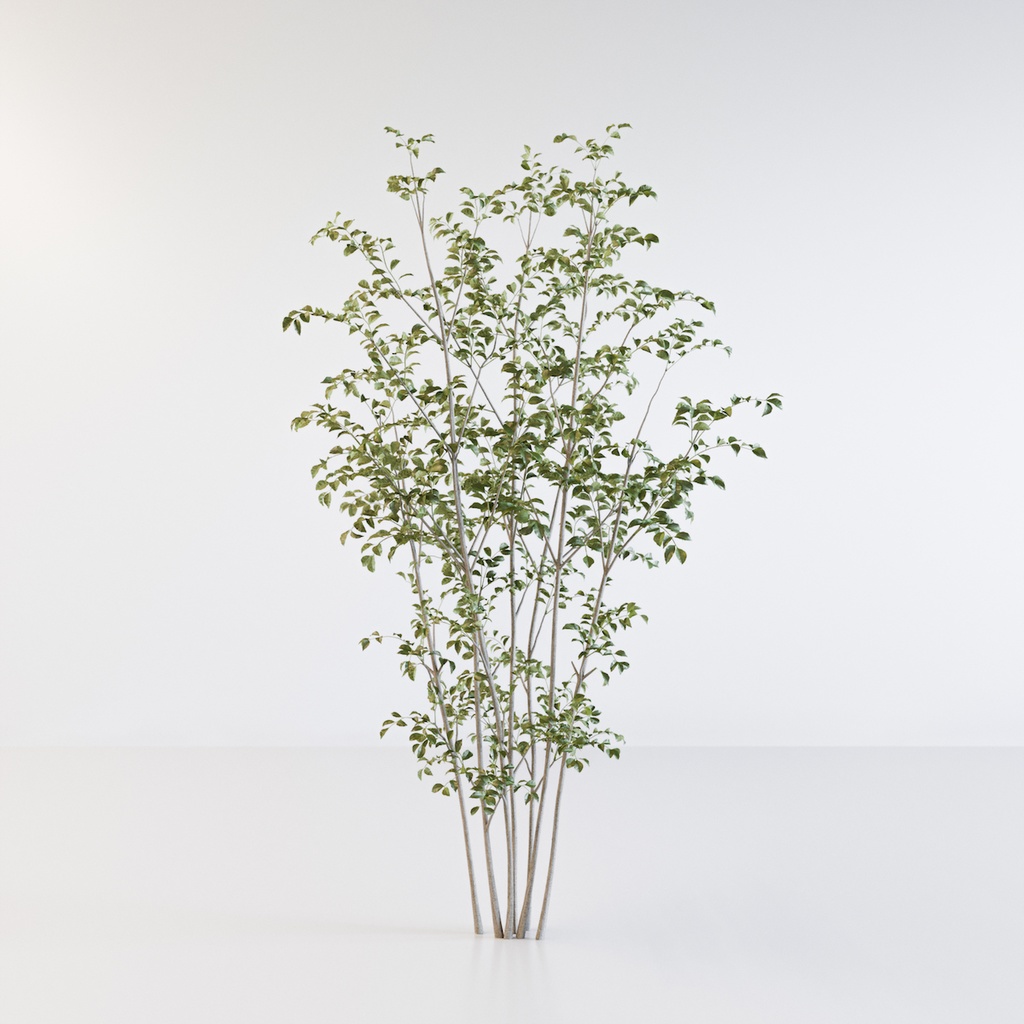 シマトネリコ2 樹木 観葉植物3dモデル とむぬーく Booth
