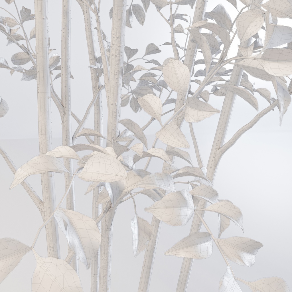 シマトネリコ2【樹木・観葉植物3Dモデル】