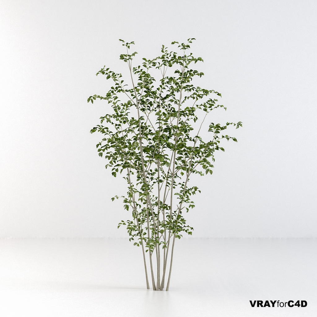 シマトネリコ2【樹木・観葉植物3Dモデル】