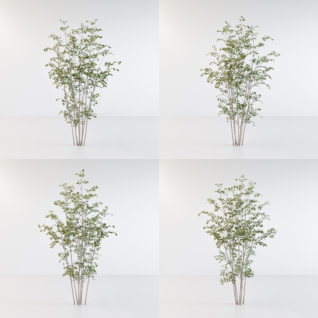 シマトネリコ2【樹木・観葉植物3Dモデル】