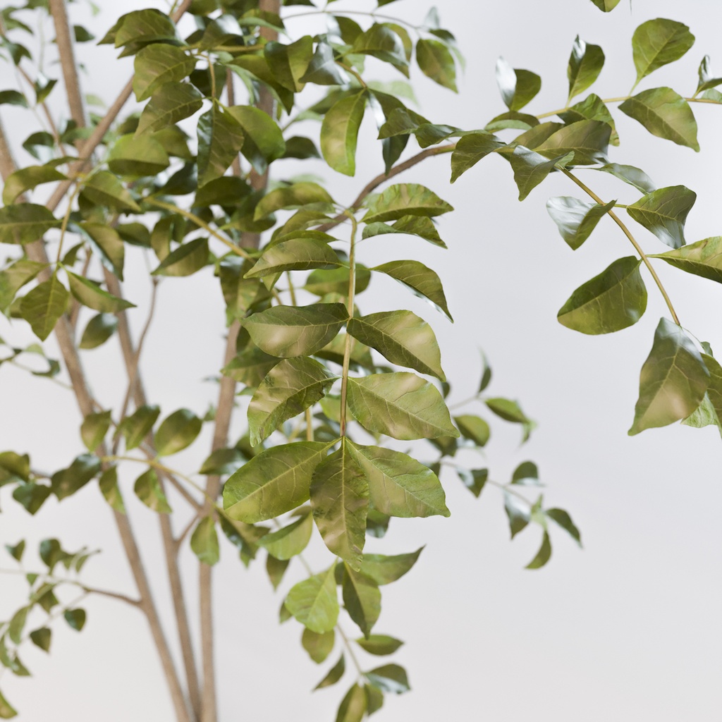 シマトネリコ3【樹木・観葉植物3Dモデル】