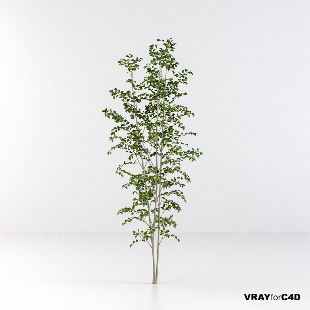 シマトネリコ3【樹木・観葉植物3Dモデル】