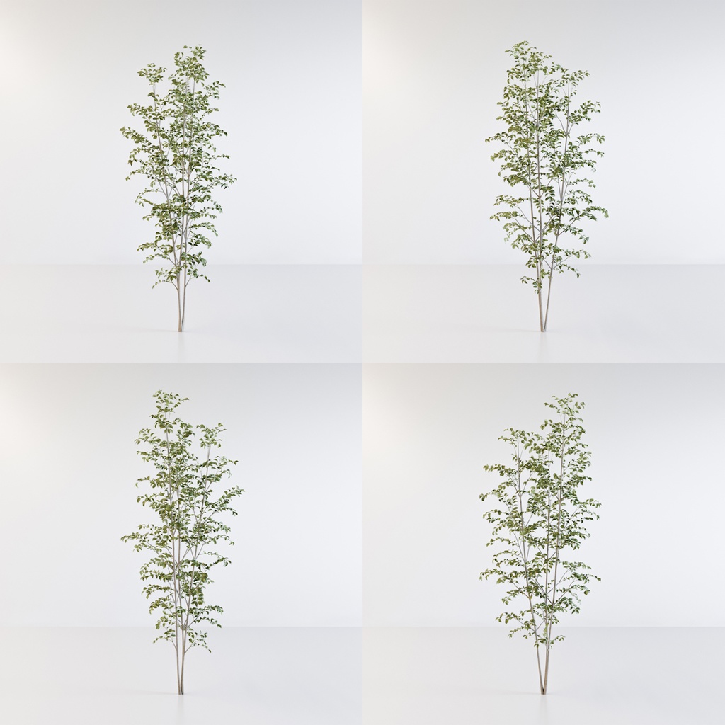 シマトネリコ3【樹木・観葉植物3Dモデル】