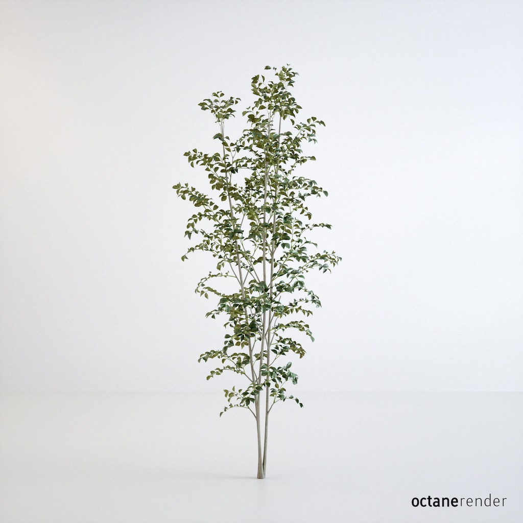 シマトネリコ3【樹木・観葉植物3Dモデル】