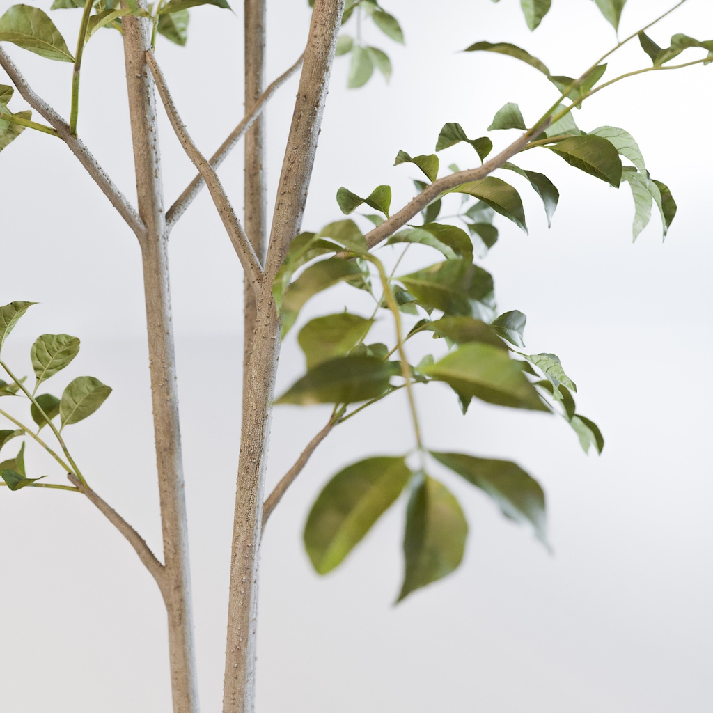 シマトネリコ3【樹木・観葉植物3Dモデル】