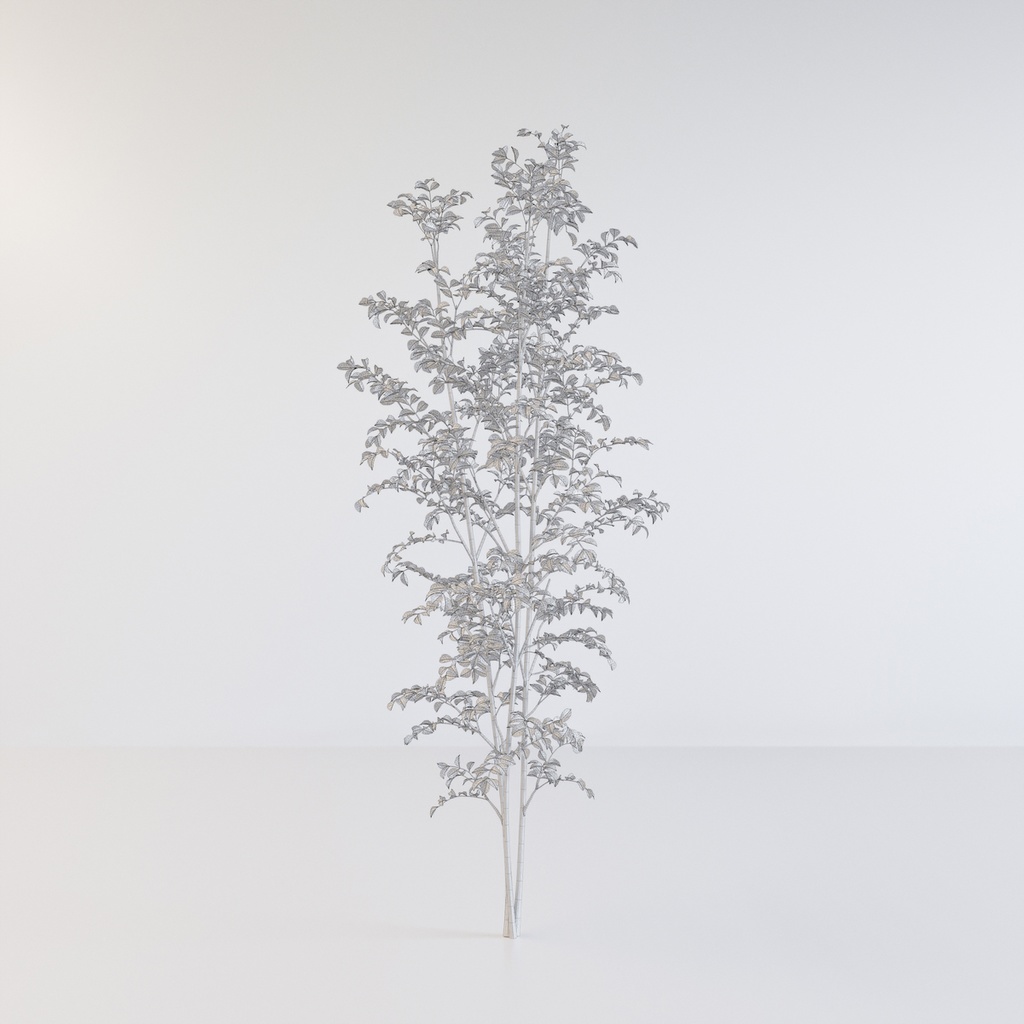 シマトネリコ3【樹木・観葉植物3Dモデル】