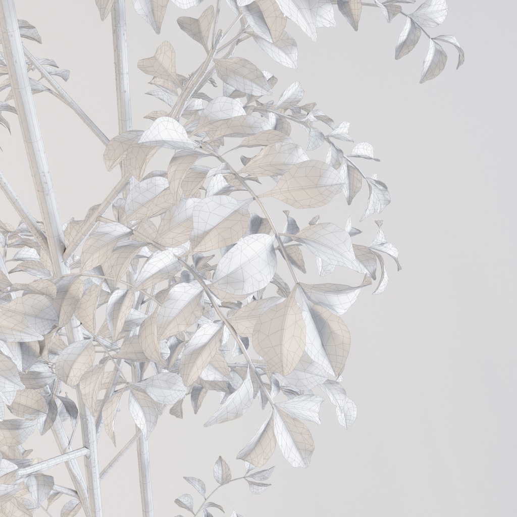 シマトネリコ3【樹木・観葉植物3Dモデル】