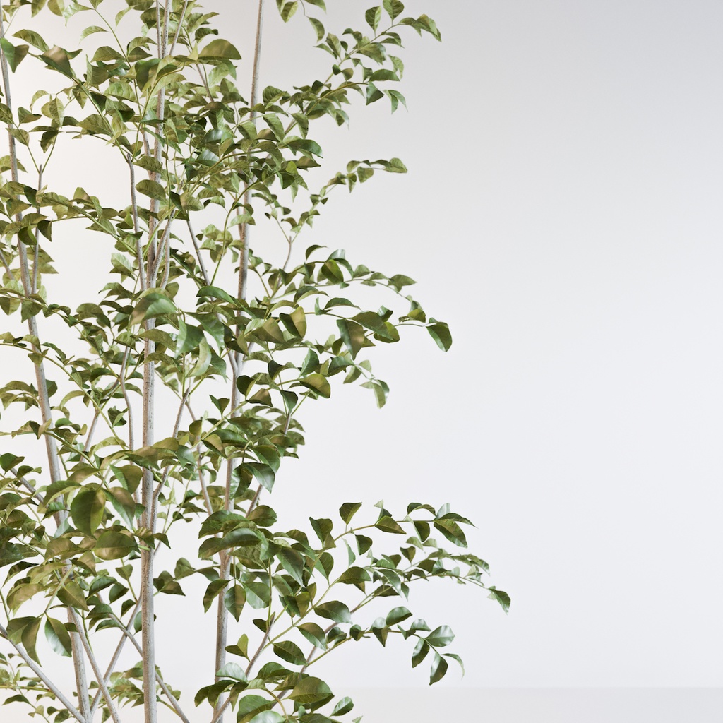 シマトネリコ3【樹木・観葉植物3Dモデル】