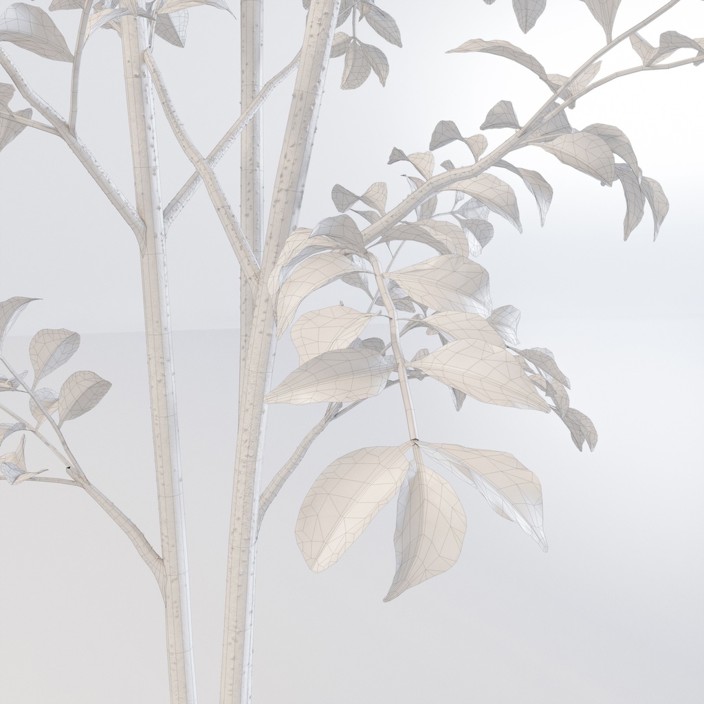 シマトネリコ3【樹木・観葉植物3Dモデル】