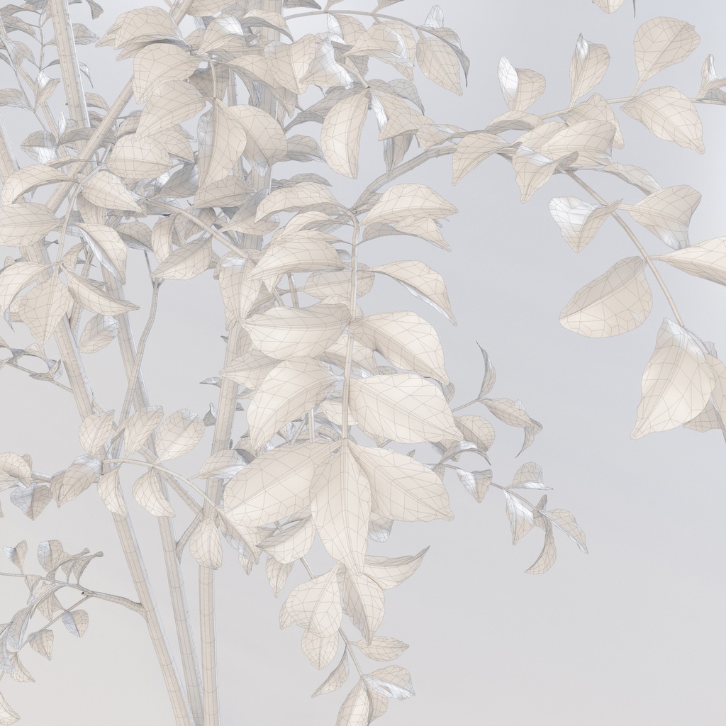 シマトネリコ3【樹木・観葉植物3Dモデル】